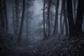 Dark scary forest with fog at night Royalty Free Stock Photo