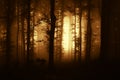 Dark scary forest with fog at sunset Royalty Free Stock Photo