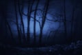 Dark and scary forest at night Royalty Free Stock Photo