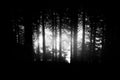 Dark and scary forest. Noise added for mood