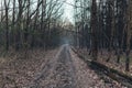 Dark scary forest path at night surreal Halloween background