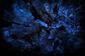 Dark scary blue wood texture background banner for horror or Halloween theme Royalty Free Stock Photo
