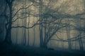 Dark scary horror forest scene in the park of mount Cucco, Umbria, Italy Royalty Free Stock Photo