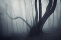 Dark scary mysterious creepy dark tree in a dark mysterious forest with fog Royalty Free Stock Photo