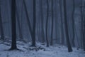 Dark scary woods with fog and snow