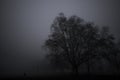 Mysterious foggy dark scene of trees