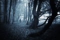 Dark scene of a spooky man walking in a dark forest with blue fog Royalty Free Stock Photo