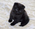 Dark Scottish fold kitten sitting on the bed