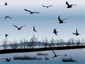 Dark seagulls above sea shore Royalty Free Stock Photo