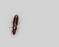 A dark, segmented insect, possibly a termite worker, isolated on a gray background. Royalty Free Stock Photo