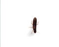 A dark, segmented insect, possibly a termite worker, isolated on a white background. Royalty Free Stock Photo
