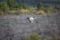 Dark setter running over burnt ground