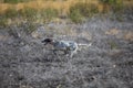 Dark setter running over burnt ground