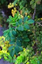 Dark shaded green round leaves of some shrub.