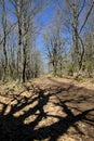 Dark shadows on the path in the woods