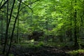 Dark shady deciduous stand in summer