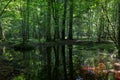 Dark shady deciduous stand in summer