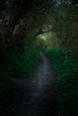 Dark, shady path through the forest.