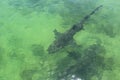 The dark shape of a shark under green tropical water with tiny fish swimming around