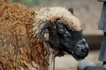 Dark sheep Royalty Free Stock Photo