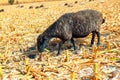 Dark sheep feeding Royalty Free Stock Photo