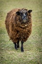 dark sheep on the farm Royalty Free Stock Photo
