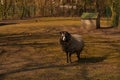 A dark sheep walks around the zoo