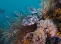 A Dark Shyshark resting on the reef Royalty Free Stock Photo