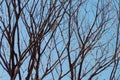 Dark side branches on blue sky Royalty Free Stock Photo