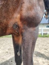 Dark side of horse riding. Abrasion on the skin from the saddle and girth. Vertical shot.