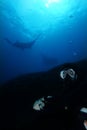 Dark side of scuba diver below two manta ray Royalty Free Stock Photo