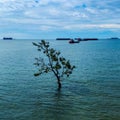 Dark side water tree with calm water and clear sky on Morowali beach Royalty Free Stock Photo