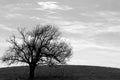 dark silhouette black white vintage tree clouds sky hill landscape background Royalty Free Stock Photo