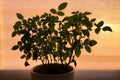 Dark silhouette of bush of room rose in pot on window against background of rays of setting sun Royalty Free Stock Photo