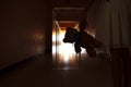 A dark silhouette of a child with a Teddy bear. One child with a dark long corridor. Spooky scary hallway. The house is haunted. Royalty Free Stock Photo