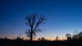 Dark silhouette of a huge single tree against the sky during sunset in the wilderness Royalty Free Stock Photo