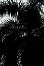 Dark silhouette of a palm tree shot with a telephoto lens Royalty Free Stock Photo