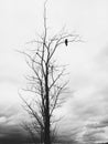 The dark silhouette of a raven sitting alone on a tree branch, among the gray clouds. Royalty Free Stock Photo