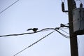 Dark silhouette of squirrel running high along electric or telephone cable on background of bright blue sky Royalty Free Stock Photo