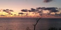 Silhouette of a lonely autumn tree by the sea against the evening sky. Symbolic seascape.