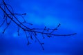 Dark silhouette of a tree branch with swollen buds against the background of colorful blue sky. Early spring, twilight Royalty Free Stock Photo