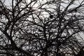 Dark silhouette of tree branches and resting bird against the gray sky