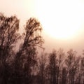 Dark silhouette of trees against sunset and pink sky with sun