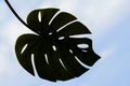 Dark silhouette of tropical monstera leaf against sky