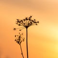 Dark silhouette of an umbrella plant against the sky at dawn. Royalty Free Stock Photo