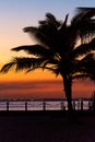 Dark silhouettes of palm trees against the background of a sea sunset or dawn. Caribbean evenings on the Dominican coast Royalty Free Stock Photo