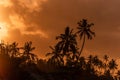 Dark silhouettes of palm trees and amazing cloudy sky on sunset at tropical island Royalty Free Stock Photo