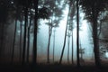 Dark silhouettes of spooky trees in foggy forest. Halloween darkness Royalty Free Stock Photo