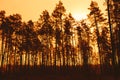 Dark Silhouettes Of Trunks And Crowns Of Trees On A Background O