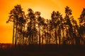 Dark Silhouettes Of Trunks And Crowns Of Trees On A Background O